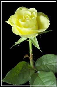 Yellow Rose, photographed in the Darren Smith Photography studio with a dark background Ephotozine Readers Choice Award