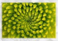 Abstract photography using flowers can reveal the structure of a pom flower including the small detail of its composition.