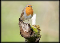 An inquisitive robin defending his territory from his favourite spot, Its feathers warn others of his health and stature. These birds often bold enough to approach people in the garden or park.