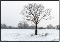 This tree has stood in this Cheadle Cheshire field for as long as we remember. Shot during a winters day after a snowfall showing the contrast between the white and dark areas.