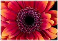A close up of this vibrant orange Gerbera flower, shot in the Darren Smith Photography studio