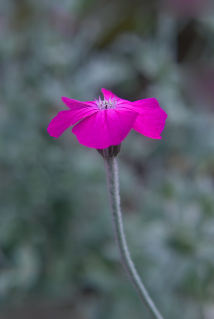 Pink on grey. A single pink flower with a natural grey background, shot in Wythenshawe park