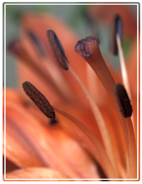 A vibrant extreme close up of a peach Lily, winner of an ephotozine readers award