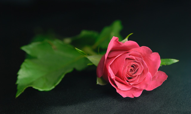 Single Pink Rose, photographed with a dark background, winner of an ephotozine readers award
