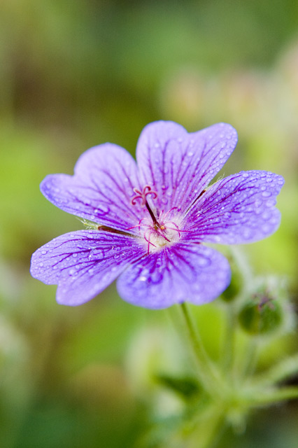 Let it rain, purple flower on natural background after a rain shower, winner of an ephotozine readers award