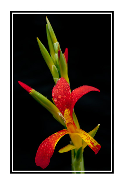 Lily on black, photographed with a dark background at Wythenshawe park