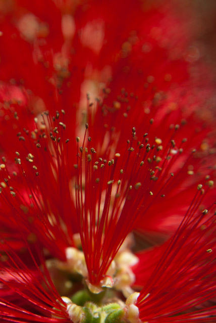 Bottlebrush, vibrant red flower in full bloom with yellow pollen ready for an insect or bird to pollinate