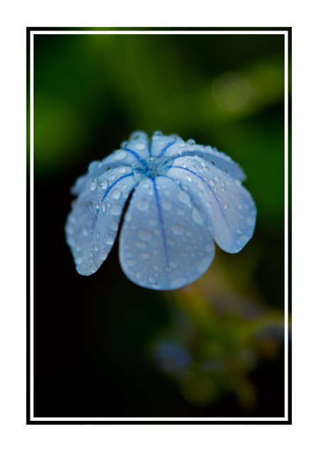 Blue umbrella, blue flower on natural background after a rain shower