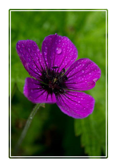 Purple raindrops, purple flower on natural background after a rain shower