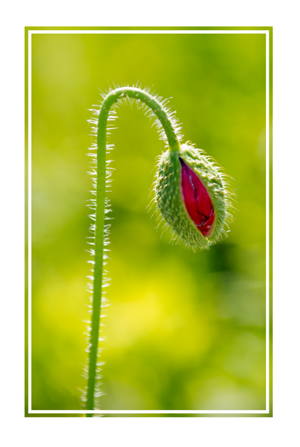 Hanging around, an unopened flower with a natural background