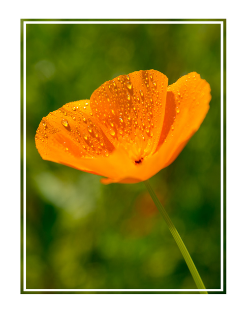 Yellow petal, an yellow flower after a rain shower with a natural background