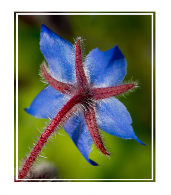 Rule Britannia, a blue and red flower looking like the union flag with a natural background