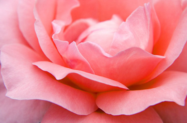Pink Rose, close up of a true British favorite