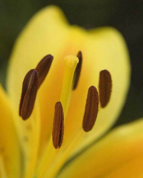 Yellow lily, extreme close up of the stamen of a wide petalled lily