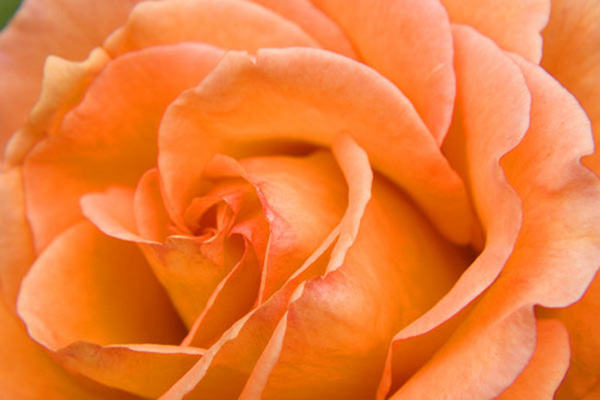 Orange Rose, close up of a true British favorite
