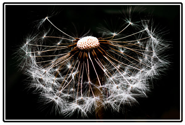 Seedhead, a single dandelion seedhead photographed with a dark background