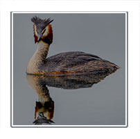 Magestic grebe